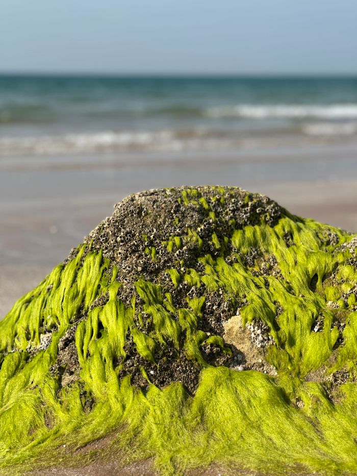 About Vibrant green seaweed covers a rock by the ocean shore, evoking a summer vibe.