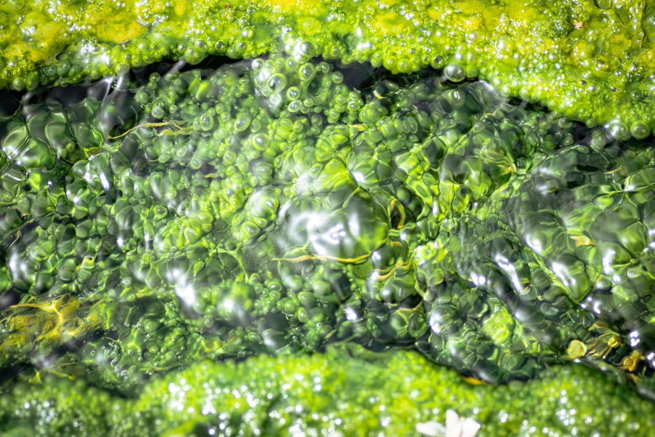 Detailed abstract view of vibrant green algae with shimmering water in Tunisia.