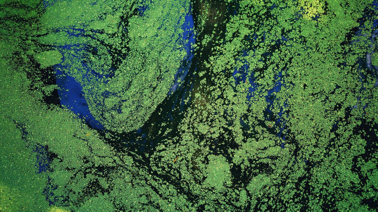 Mastering the First Impression: Your intriguing post title goes here Stunning aerial shot capturing vibrant green algae patterns on a water surface in Hangzhou, China.