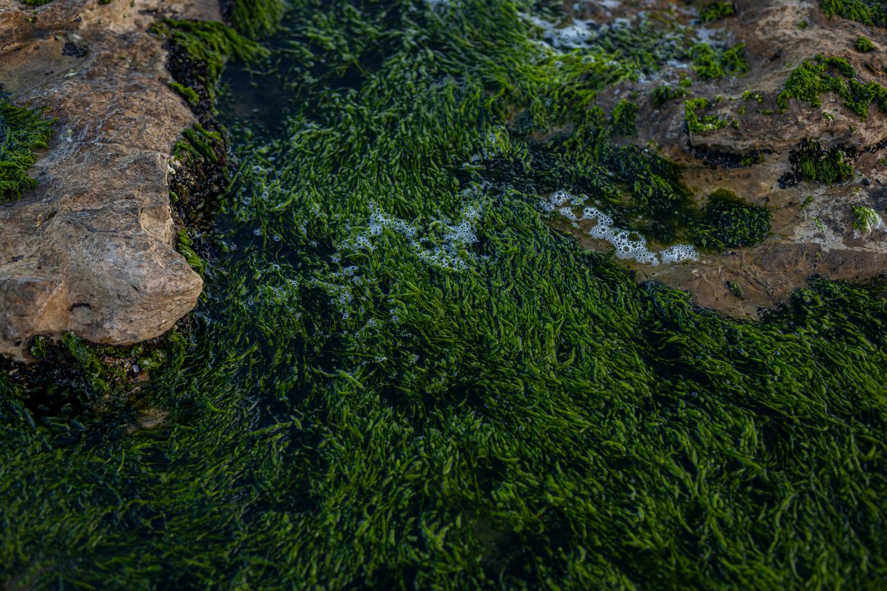 Services Vibrant green algae covers rocky coastal area in Miramar, Argentina.