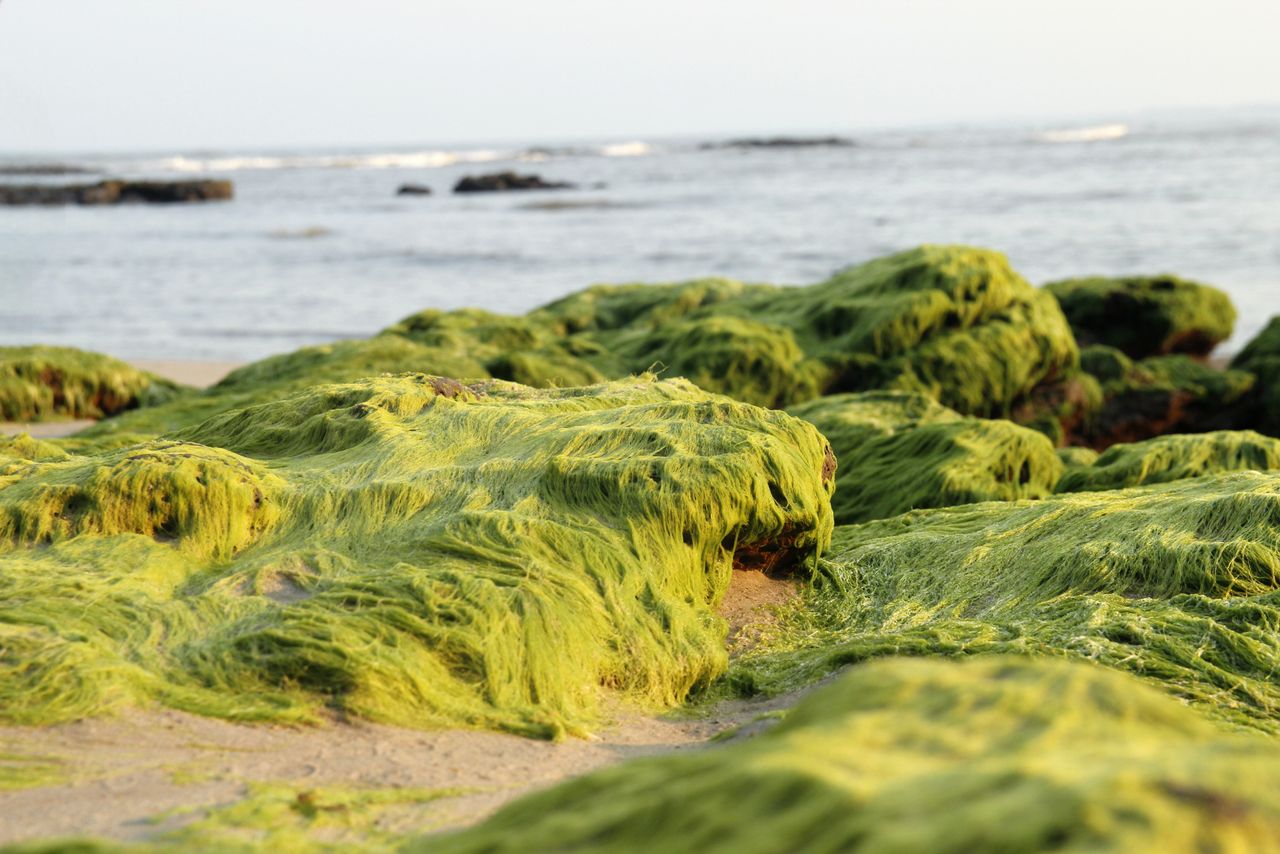 Services Vibrant green seaweed covers rocks along a Vietnamese beach, creating a scenic coastal view.