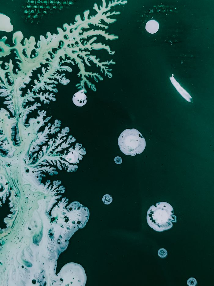 Services Abstract oceanic formations resembling coral and bubbles in a vibrant green composition.